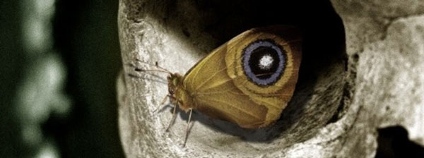 eye
