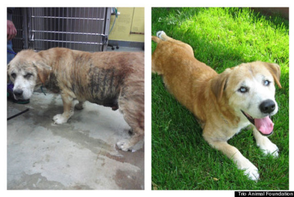 perro-albert-Trio-Animal-Foundation