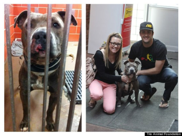 perro-bickell-Trio-Animal-Foundation