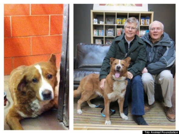 perro-bravo-Trio-Animal-Foundation