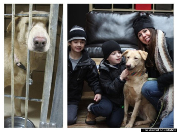 perro-buttercup-Trio-Animal-Foundation