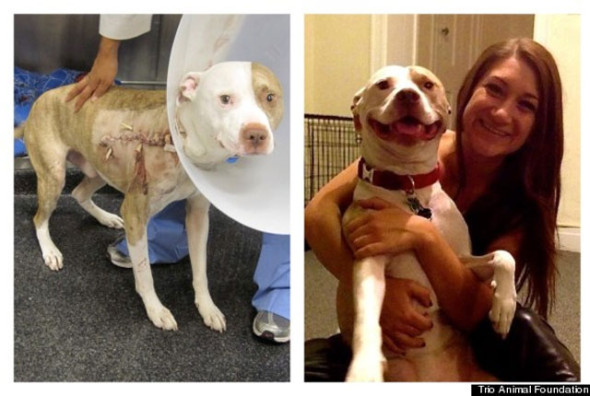 perro-dozer-Trio-Animal-Foundation
