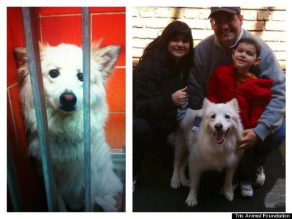 perro-frolik-Trio-Animal-Foundation