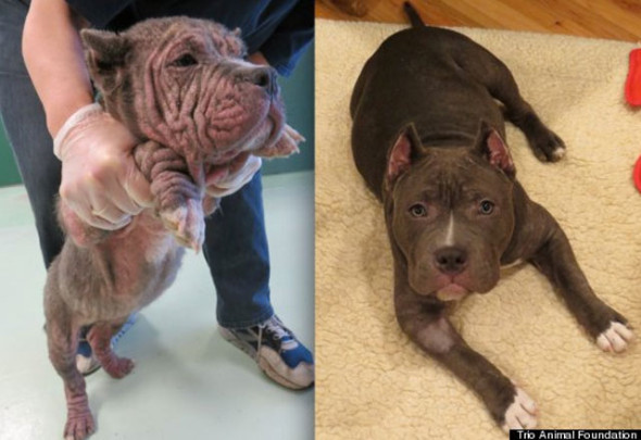 perro-hippo-Trio-Animal-Foundation