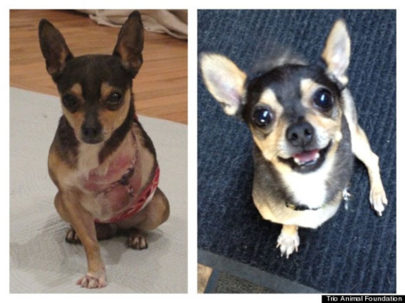 perro-little-g-Trio-Animal-Foundation