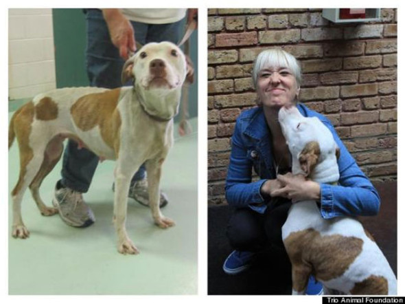 perro-livy-Trio-Animal-Foundation