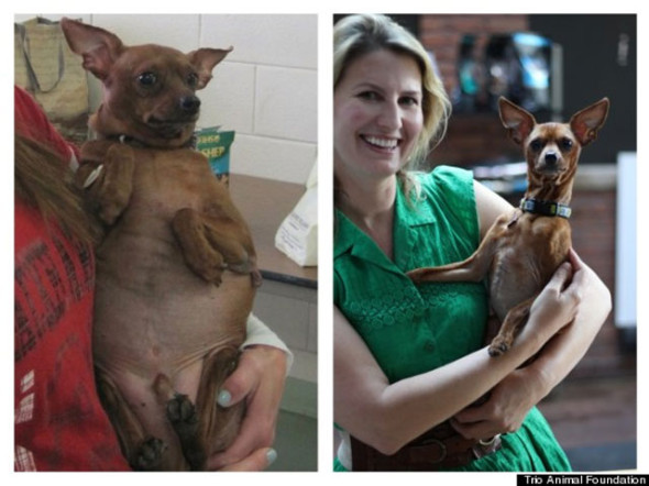 perro-red-Trio-Animal-Foundation