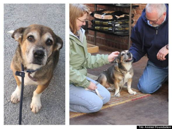 perro-rosie-Trio-Animal-Foundation