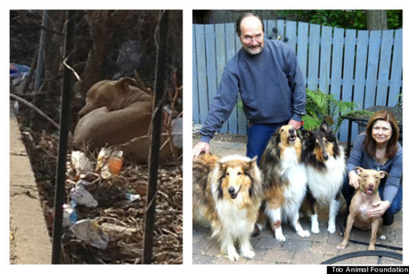 perro-trinity-Trio-Animal-Foundation