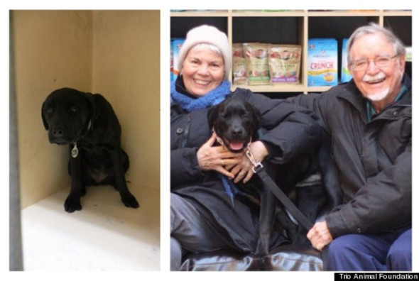 perro-whimsy-Trio-Animal-Foundation